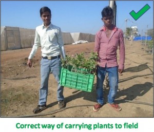 Carrying Plants