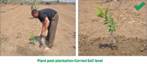 Correct Soil Level