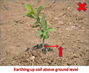 Earthing up soil level