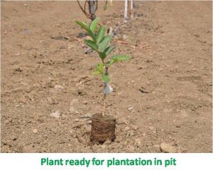 Plant ready for plantation