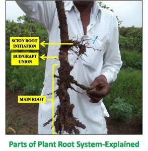 Plant root system