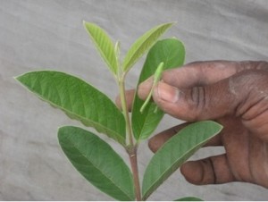 Removal flower fruit