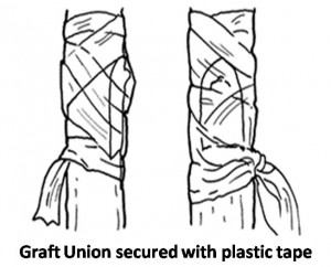 Graft Union Plastic Tape