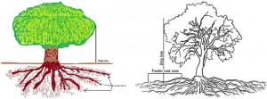 PoDP-Canopy Perpendicular