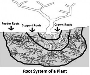 Root system