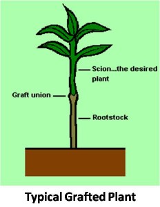 Typical Grafted Plant