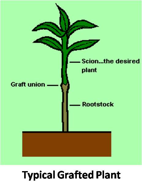 Typical-Grafted-Plant.jpg