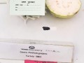 1.-VNR-Nursery-received-the-first-prize-in-the-Guava-category-for-the-VNR-Bihi-variety-at-kisan-mela-organized-by-GBPUAT-UK-oct-2022