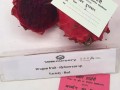 3.-VNR-Nursery-received-the-first-prize-in-the-Dragon-Fruit-category-for-the-Red-variety-at-kisan-mela-organized-by-GBPUAT-UK-oct-2022