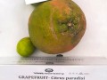 4.-VNR-Nursery-received-the-first-prize-in-the-Grapefruit-category-for-the-VNR-Lali-variety-at-kisan-mela-organized-by-GBPUAT-UK-oct-2022