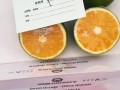 5.-VNR-Nursery-received-the-first-prize-in-the-sweet-orange-category-for-the-valencia-variety-at-kisan-mela-organized-by-GBPUAT-UK-oct-2022-