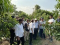 Mango-Crop-Show-at-VNR-RD-Center-Gomchi-Jaitgiri-CG-2-4-June-2025-3