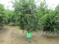 1_VNR-Bihi-Guava-Trial-at-KVK-Gwalior-MP-Sep-2024-3