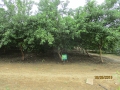 1_VNR-Bihi-Guava-Trial-at-KVK-Gwalior-MP-Sep-2024-4