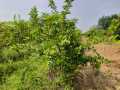 VNR-Bihi-Guava-@-KVK-Sagroli-MH-1