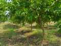 VNR-Bihi-Guava-@-KVK-Sagroli-MH-2
