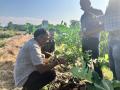 VNR-Bihi-Guava-Trial-@-College-of-horticulture-Nalbari-Assam-1