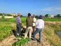 VNR-Bihi-Guava-Trial-@-College-of-horticulture-Nalbari-Assam-2
