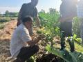 VNR-Bihi-Guava-Trial-@-College-of-horticulture-Nalbari-Assam-3