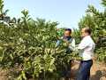 VNR-Bihi-Guava-Trial-@-KVK-Buldhana-1-MH-1