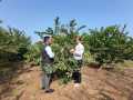 VNR-Bihi-Guava-Trial-@-KVK-Buldhana-1-MH-3