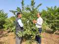 VNR-Bihi-Guava-Trial-@-KVK-Buldhana-1-MH-4