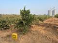 VNR-Bihi-Guava-Trial-@-UHS-Bagalkot-KA-1