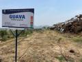 VNR-Bihi-Guava-Trial-at-Centurion-School-of-Technology-and-Management-Ganjam-OD-April-20-3