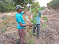 VNR-Bihi-Guava-Trial-at-Dept.-of-Horticulture-Koksara-Kalahandi-OD-Jan-2021-1