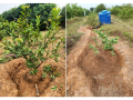VNR-Bihi-Guava-Trial-at-Deptt.-Of-Horticulture-College-Of-Agriculture-Gwalior-MP-2