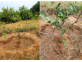 VNR-Bihi-Guava-Trial-at-Deptt.-Of-Horticulture-College-Of-Agriculture-Gwalior-MP-3