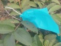 VNR-Bihi-Guava-Trial-at-Fruit-Research-Station-Navsari-GJ-Jan-2024-4