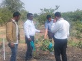 VNR-Bihi-Guava-Trial-at-Fruit-Research-Station-Navsari-GJ-Jan-2024-5