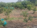 VNR-Bihi-Guava-Trial-at-Fruit-Research-Station-Navsari-GJ-Jan-2024-6