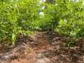 VNR-Bihi-Guava-Trial-at-KVK-Baramati-MH-2023-2