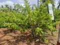 VNR-Bihi-Guava-Trial-at-KVK-Baramati-MH-2023-3