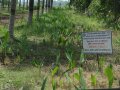 VNR-Bihi-Guava-Trial-at-KVK-Bastar-CG-2018-1