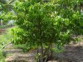 VNR-Bihi-Guava-Trial-at-KVK-Bastar-CG-2018-3