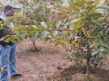 VNR-Bihi-Guava-Trial-at-KVK-Datia-MP-2023-1