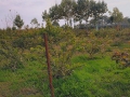 VNR-Bihi-Guava-Trial-at-KVK-Datia-MP-2023-3