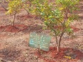 VNR-Bihi-Guava-Trial-at-KVK-Deogarh-OD-Jan-2022-2