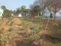 VNR-Bihi-Guava-Trial-at-KVK-Dhenkanal-OD-Feb-2021-5