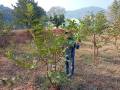 VNR-Bihi-Guava-Trial-at-KVK-Dhenkanal-OD-Feb-2021-6