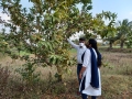 VNR-Bihi-Guava-Trial-at-KVK-Gariyaband-CG-Feb-2022-2