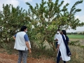 VNR-Bihi-Guava-Trial-at-KVK-Gariyaband-CG-Feb-2022-3
