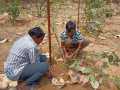 VNR-Bihi-Guava-Trial-at-KVK-Kalahandi-OD-Mar-2021-1