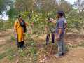 VNR-Bihi-Guava-Trial-at-KVK-Kalahandi-OD-Mar-2021-2