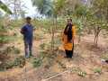 VNR-Bihi-Guava-Trial-at-KVK-Kalahandi-OD-Mar-2021-4