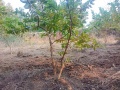 VNR-Bihi-Guava-Trial-at-KVK-Sonepur-OD-Jan-2022-1