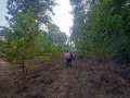 VNR-Bihi-Guava-Trial-at-KVK-Sonepur-OD-Jan-2022-3
